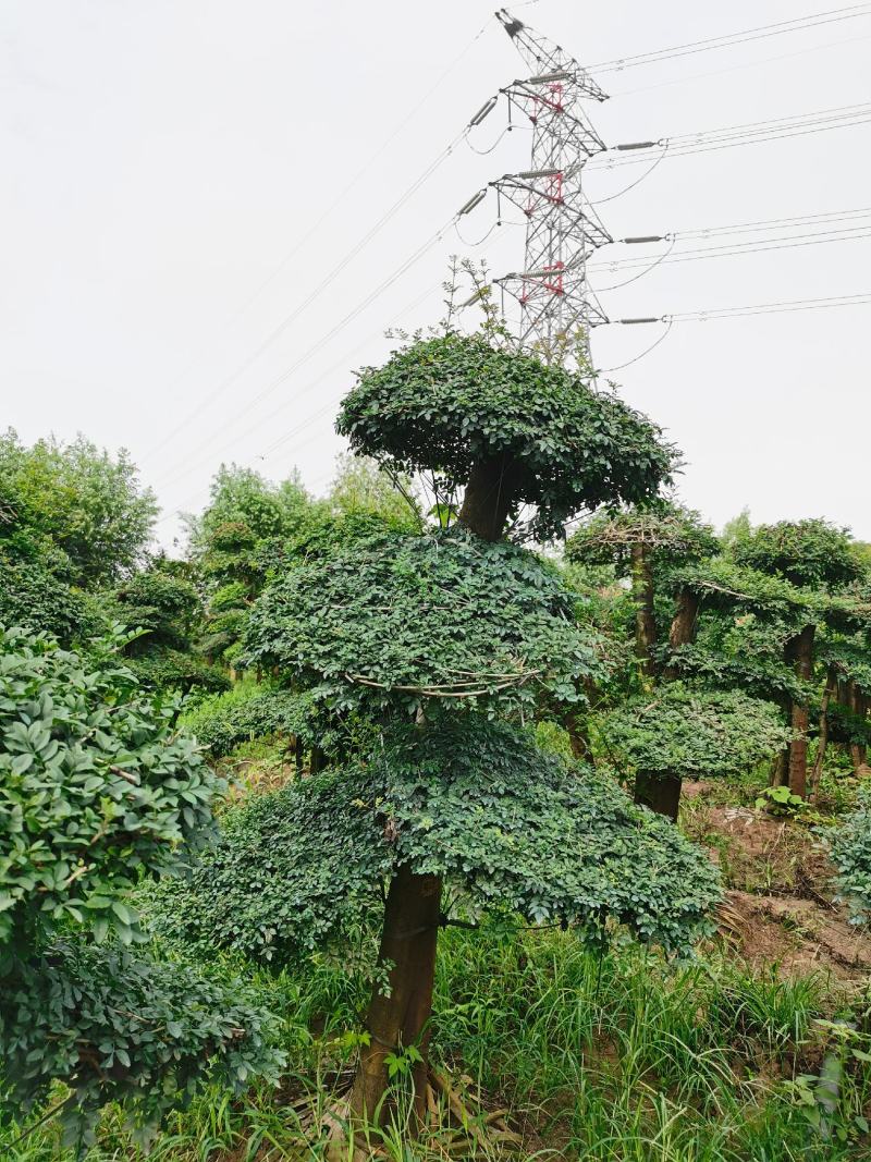 白蜡高230cm冠幅180cm对接白蜡价格基地批发