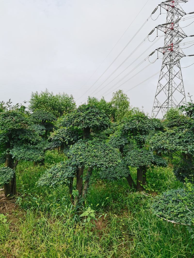 白蜡高230cm冠幅180cm对接白蜡价格基地批发