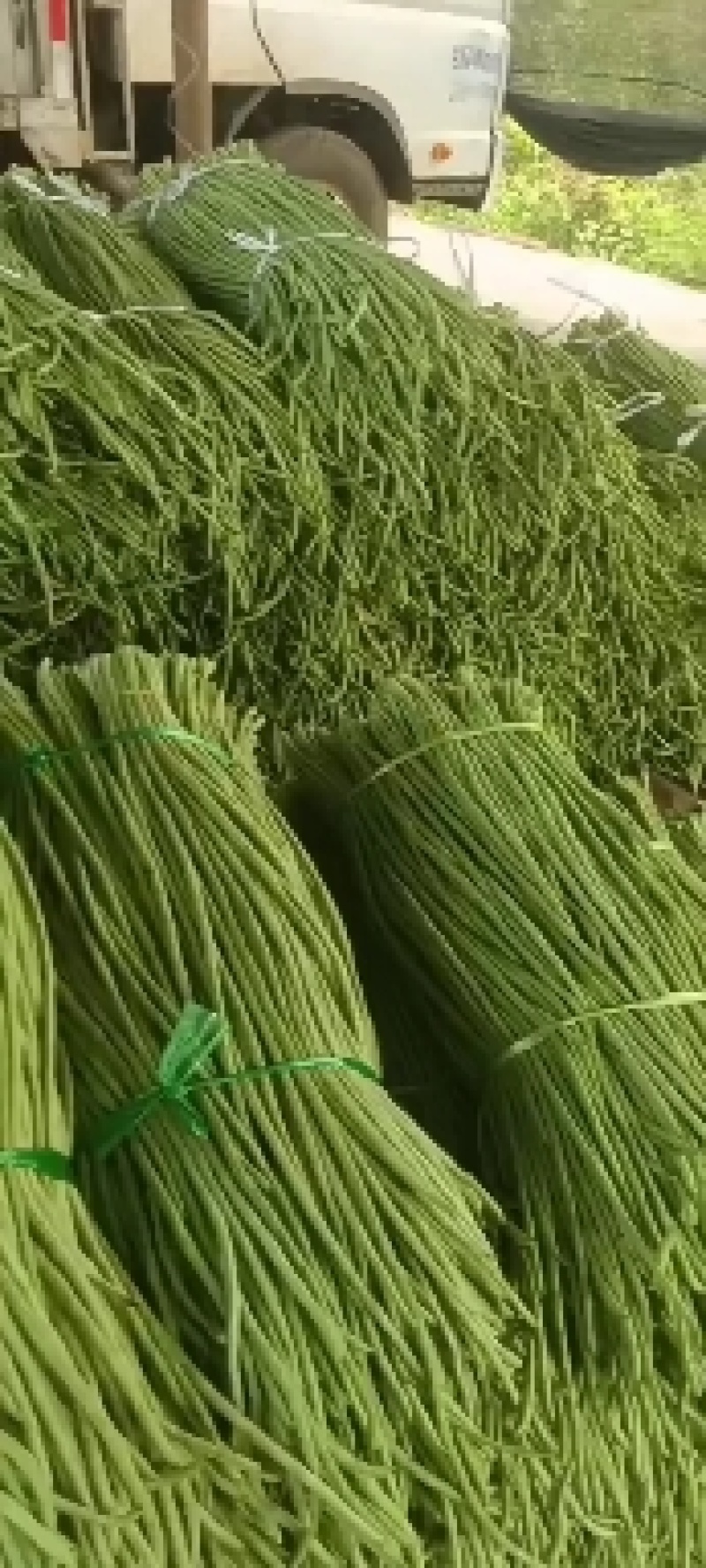 豆角，精品青条豆角大量上市，现货供应，提供一条龙服务！