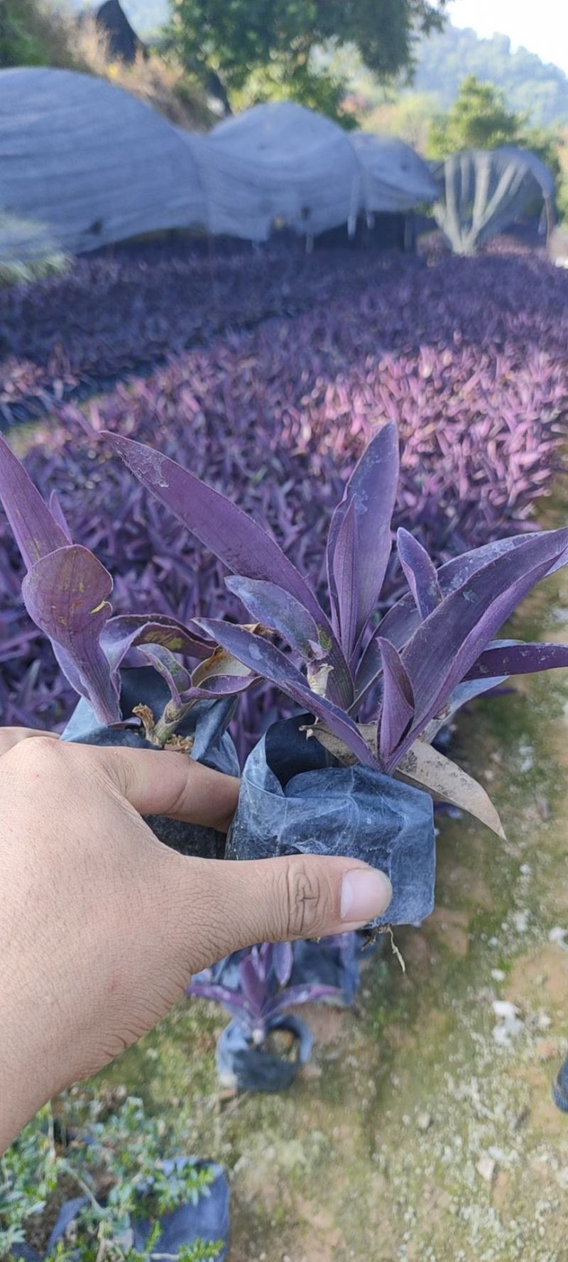 紫竹梅，鸭趾草，紫罗兰