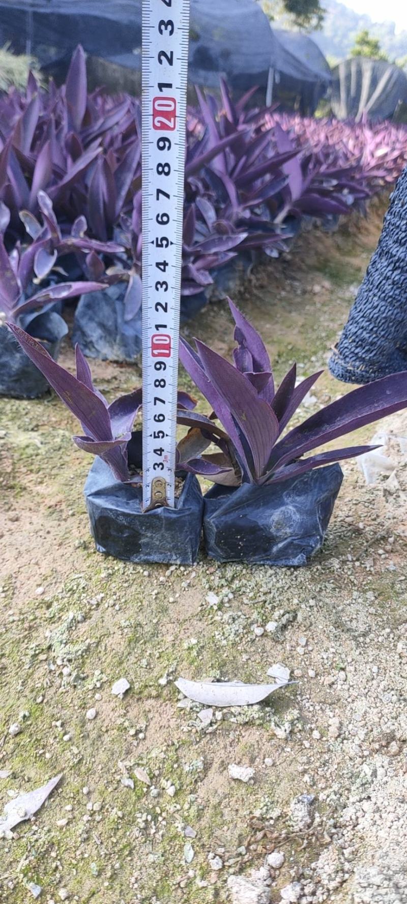 紫竹梅，鸭趾草，紫罗兰