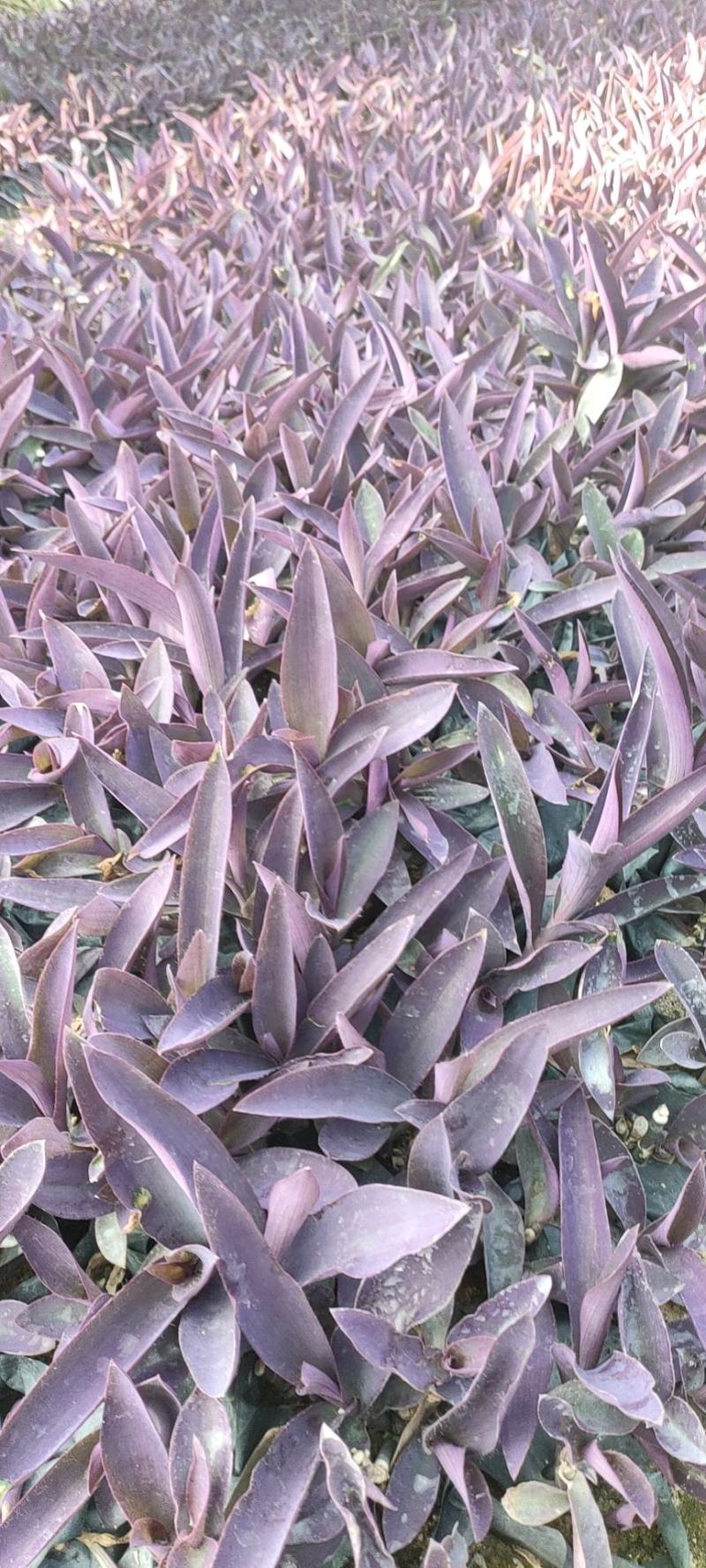 紫竹梅，鸭趾草，紫罗兰