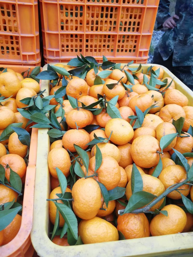 桂林产地棉橘大量上市了，百家货大量上市。