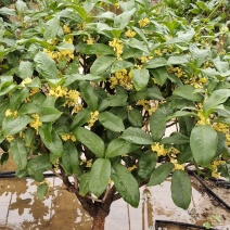 桂花树