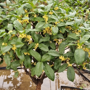 桂花树