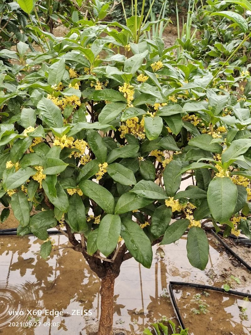 桂花树