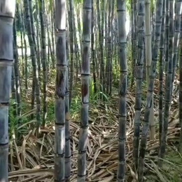 黑皮甘蔗