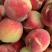 云龙新鲜现摘水果冬桃雪桃大理白族澜岄特产