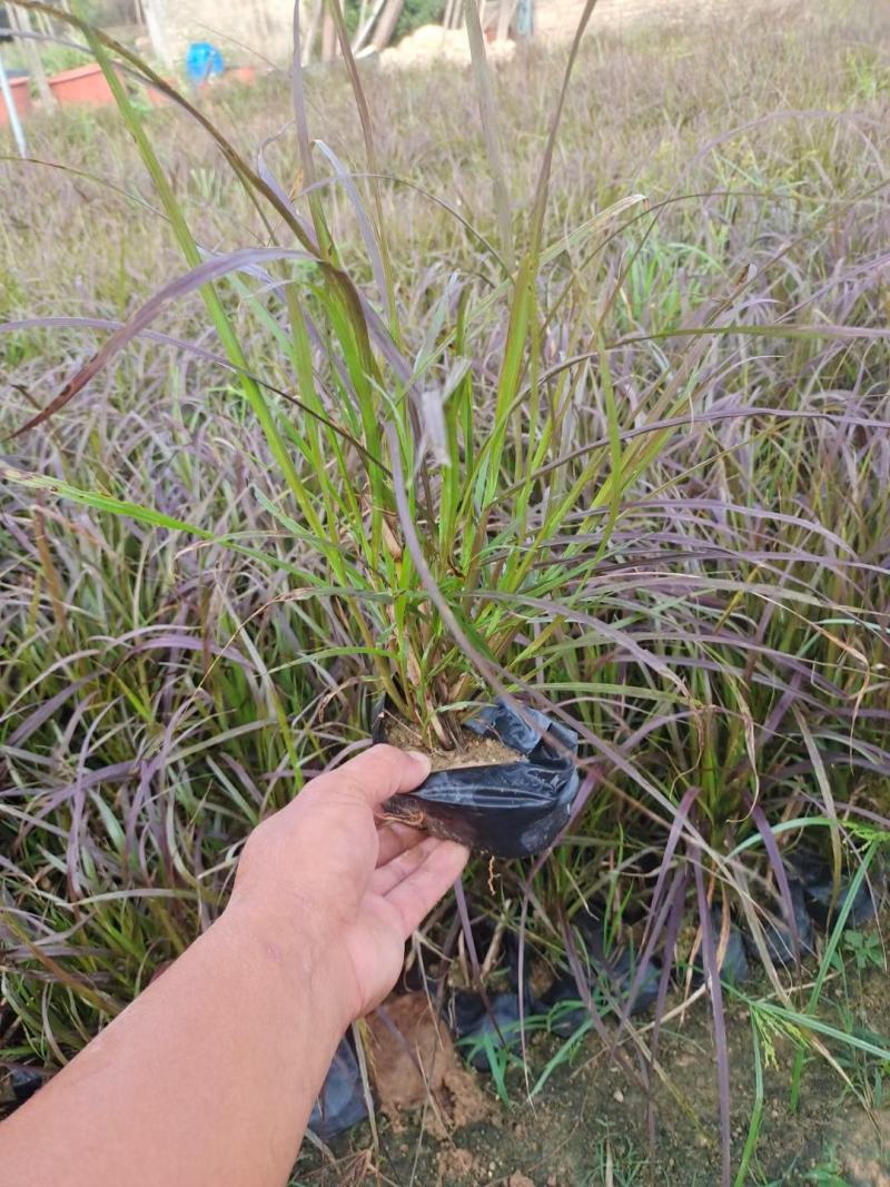 紫叶狼尾草