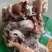 【实力推荐】熟食羊头肉羊头肉！各种规格，熟度都有