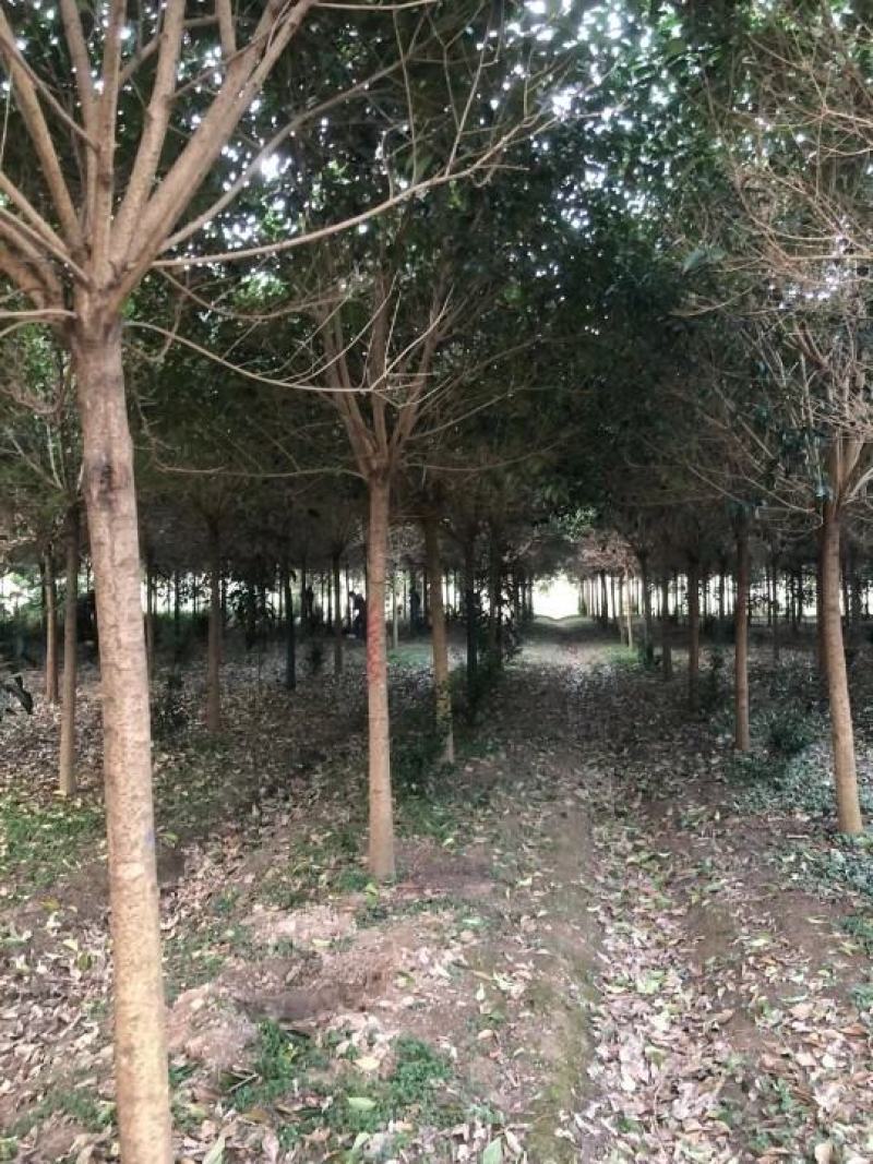 批发大叶女贞5公分-7公分大叶女贞价格便宜
