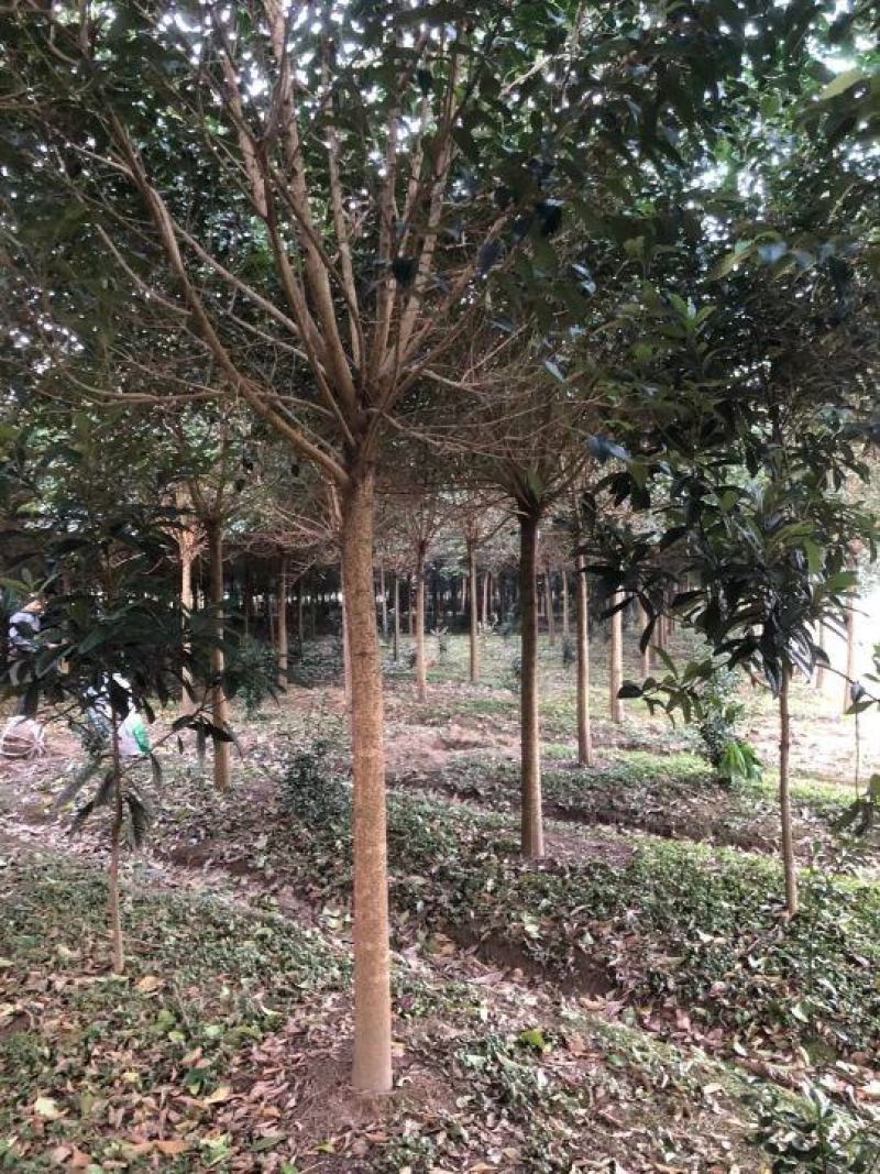 批发大叶女贞5公分-7公分大叶女贞价格便宜
