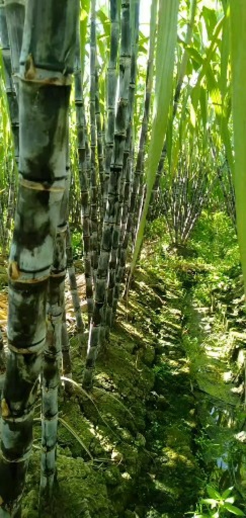 黑皮甘蔗