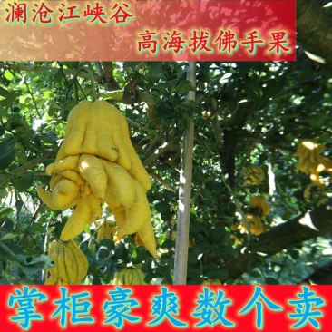 云龙佛手香橼澜沧江流域大理白族澜岄特产