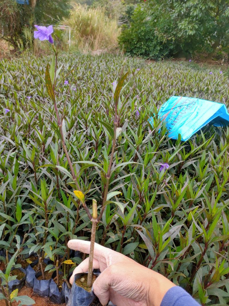 翠芦莉