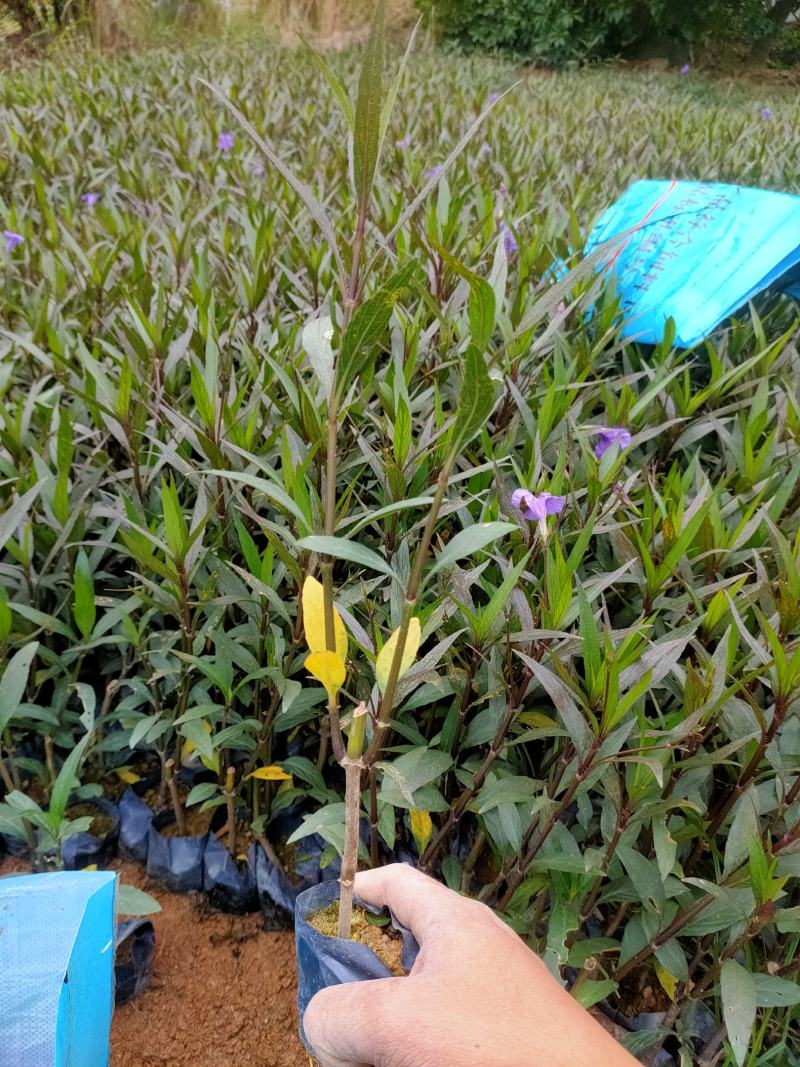 翠芦莉