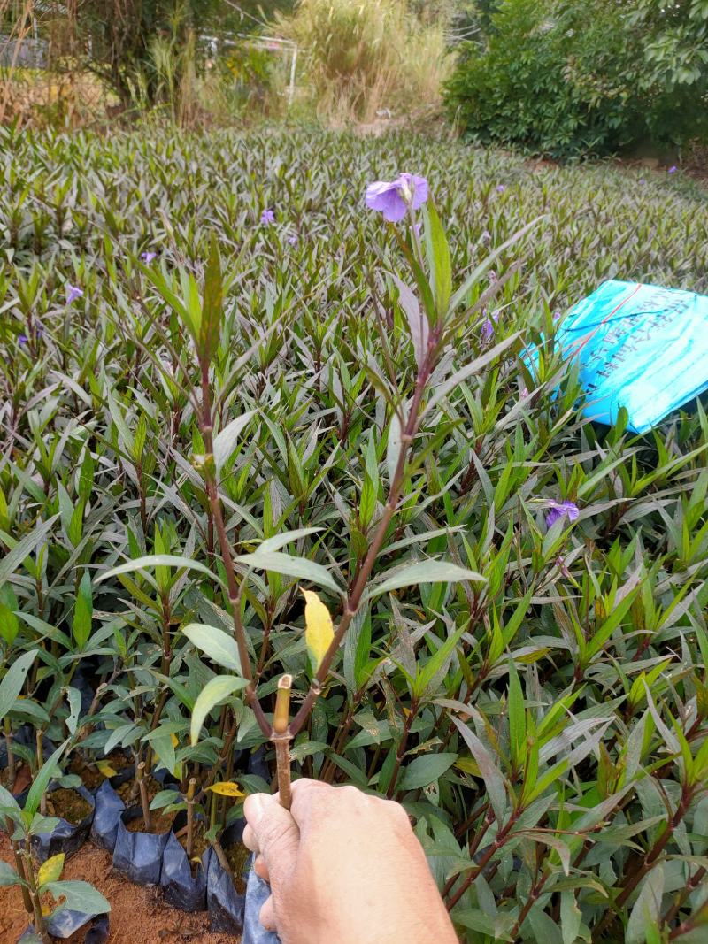 翠芦莉