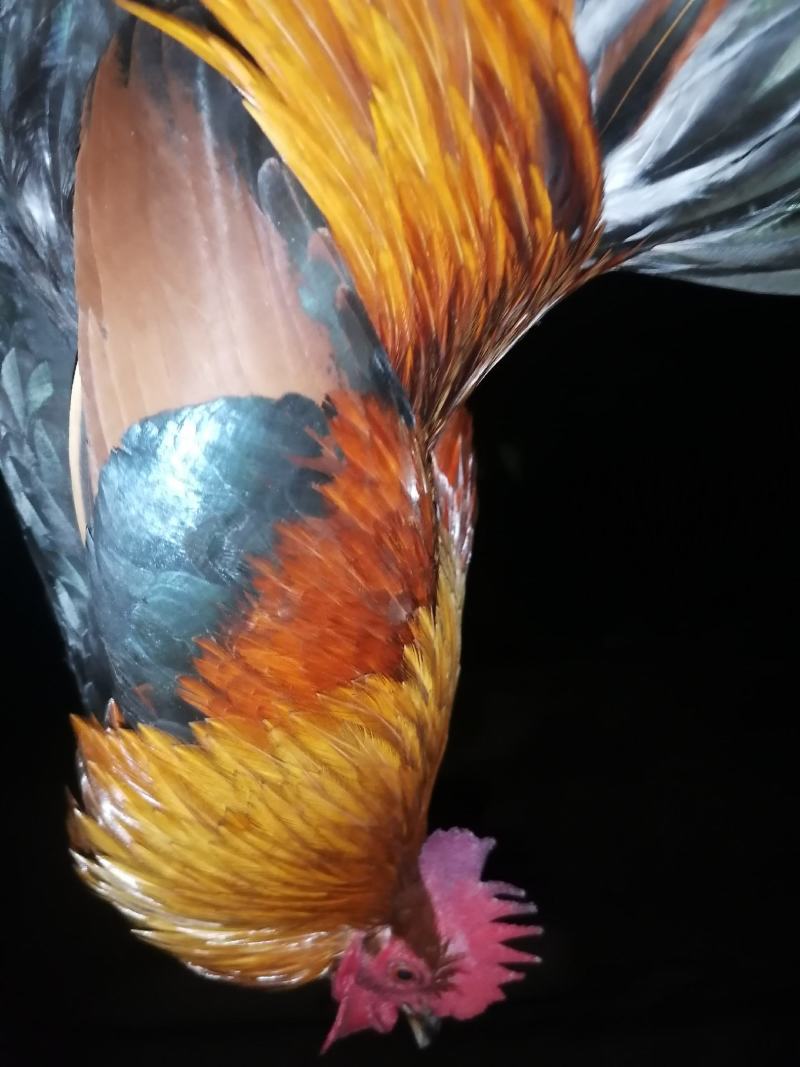荼花鸡