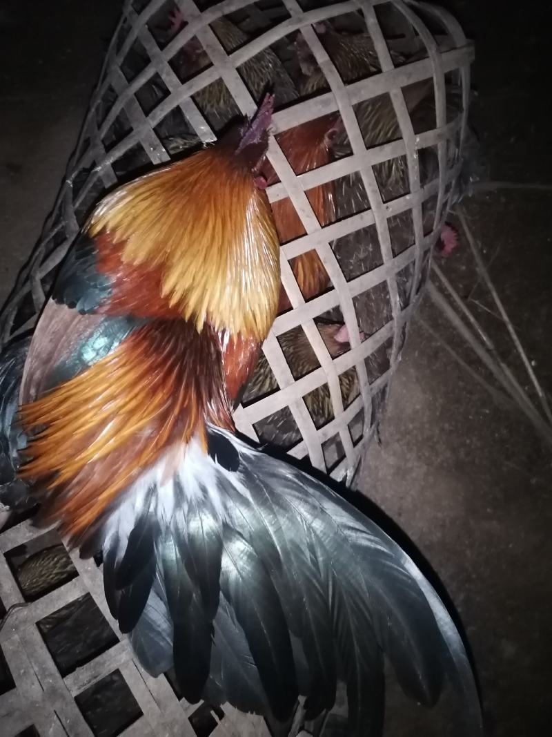 荼花鸡