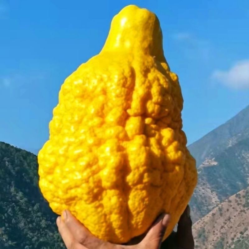 大理云龙现摘新鲜香橼非佛手应季水果云龙澜岄特产澜沧江峡谷