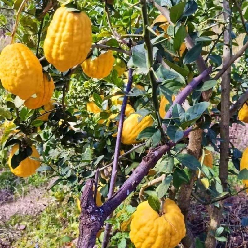 大理云龙现摘新鲜香橼非佛手应季水果云龙澜岄特产澜沧江峡谷