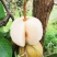 大理云龙麦地湾梨冬雪梨澜岄特产