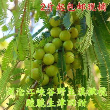 大理云龙滇橄榄余甘子庵摩勒米含望果木波七察哀喜噜公膘油甘