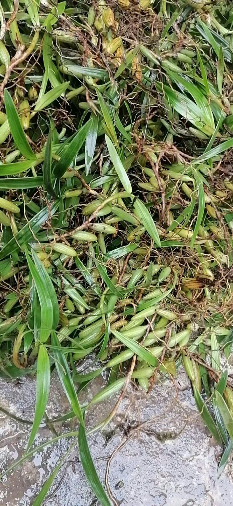 双叶大果石橄榄