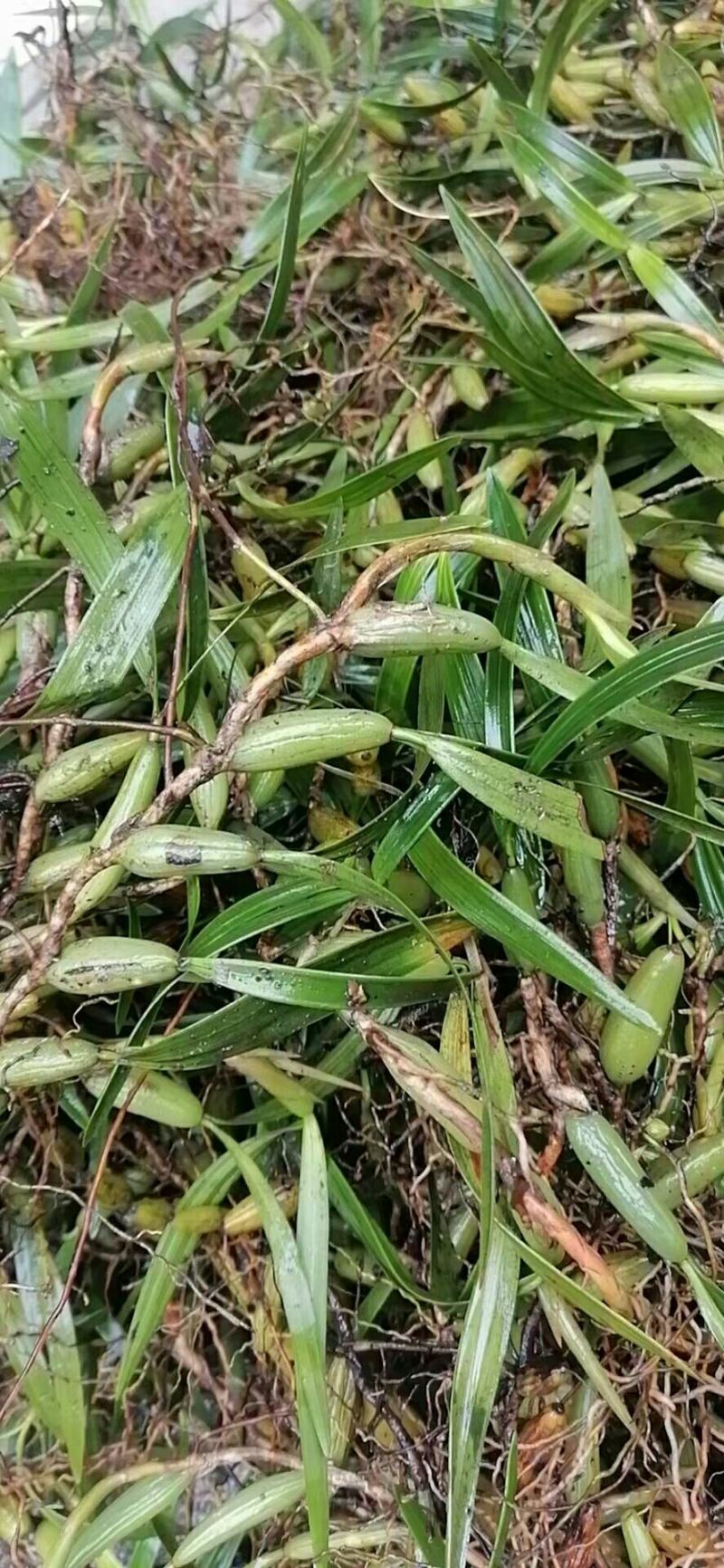 双叶大果石橄榄