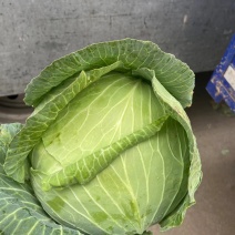 【牛商优选】山东甘蓝大量上市菏泽牡丹区货源充足！大量供应
