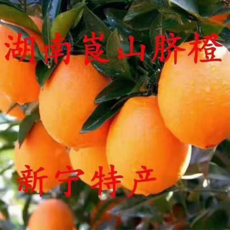 崀山黄心脐橙纽合尔一件代发