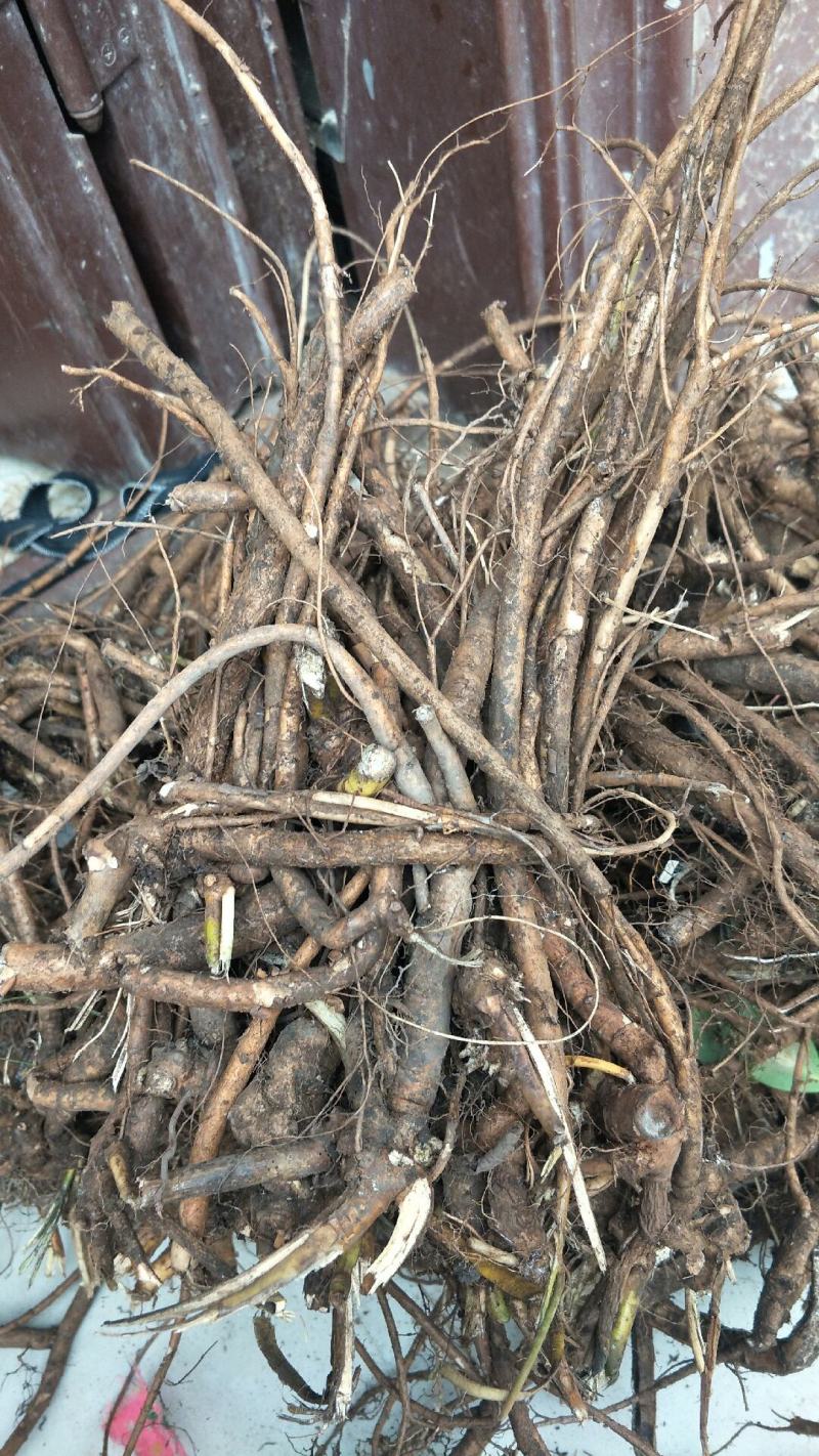 山豆根