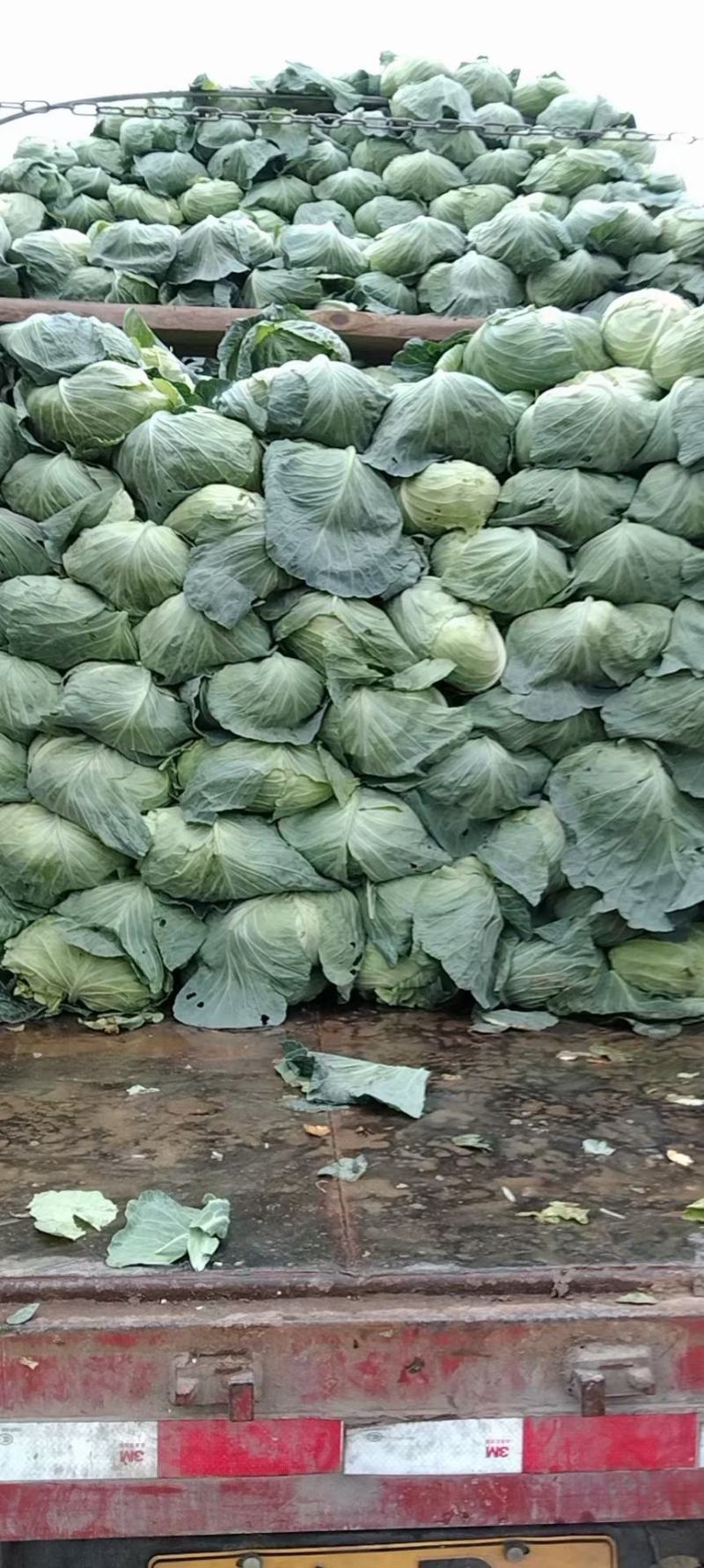 包菜，清秀甘蓝、斯特丹大量上市，。