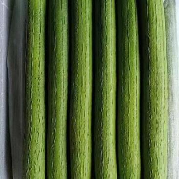中绿丝瓜种子杂交一代耐热耐寒皮色鲜绿顺直果长40-50公