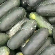隆尧县万亩黑皮冬瓜基地，产地直销，精心为客户分捡每车质量