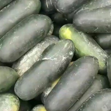 隆尧县万亩黑皮冬瓜基地，产地直销，精心为客户分捡每车质量