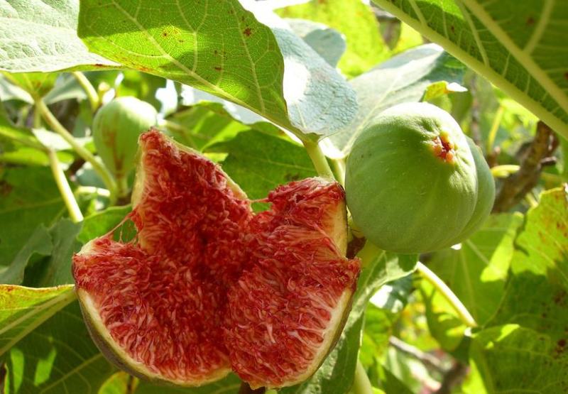 无花果种子四季易种活蔬菜水果种子室外阳台农家地栽植物果树