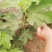 无花果种子四季易种活蔬菜水果种子室外阳台农家地栽植物果树
