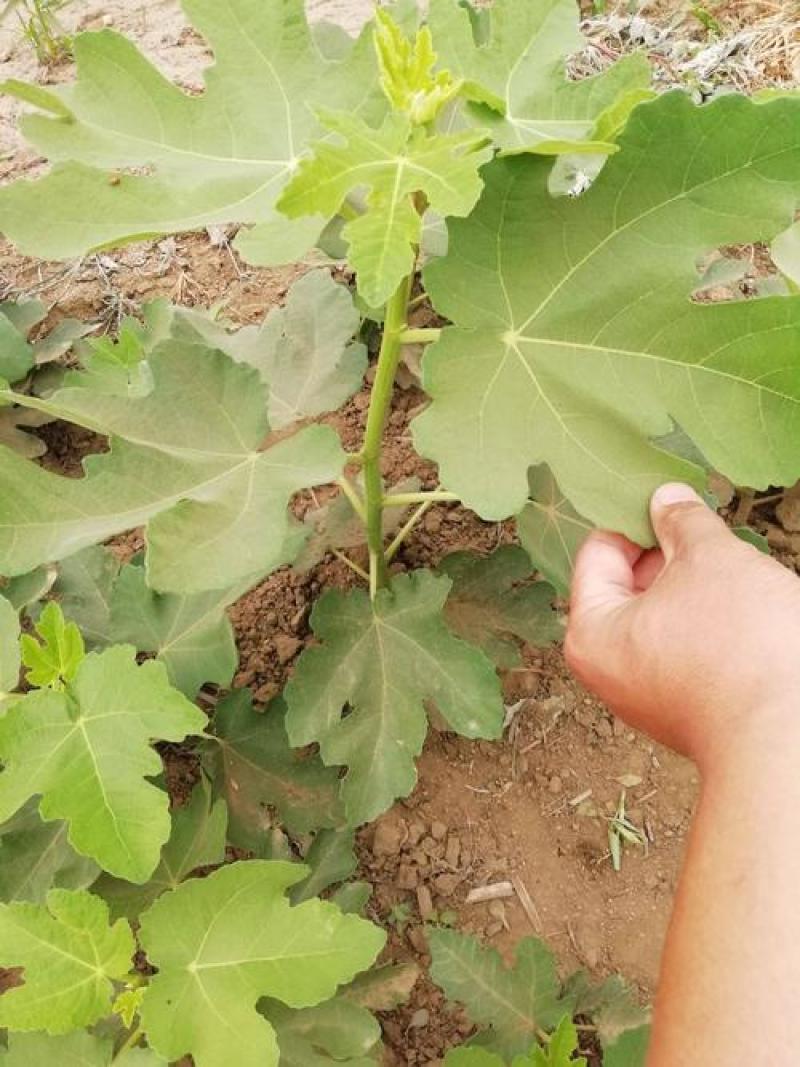 无花果种子四季易种活蔬菜水果种子室外阳台农家地栽植物果树