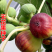 无花果种子四季易种活蔬菜水果种子室外阳台农家地栽植物果树