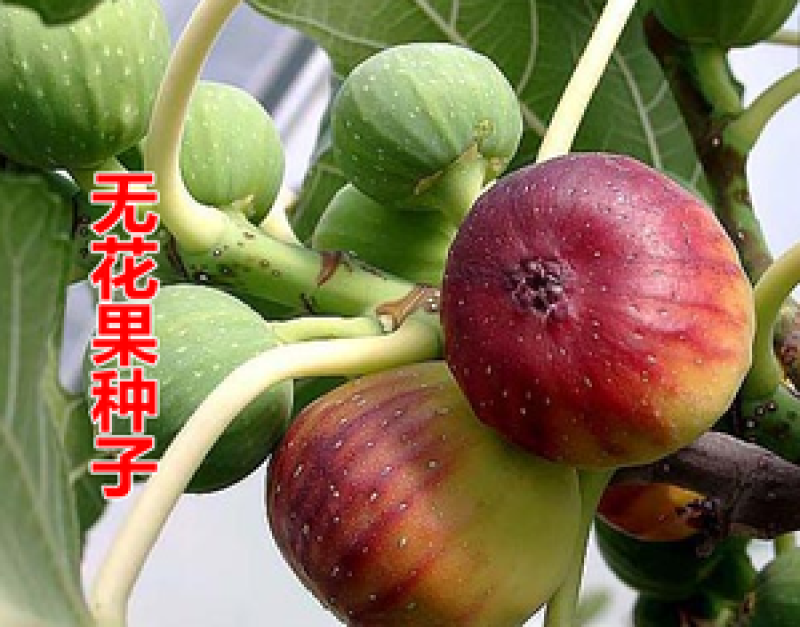 无花果种子四季易种活蔬菜水果种子室外阳台农家地栽植物果树