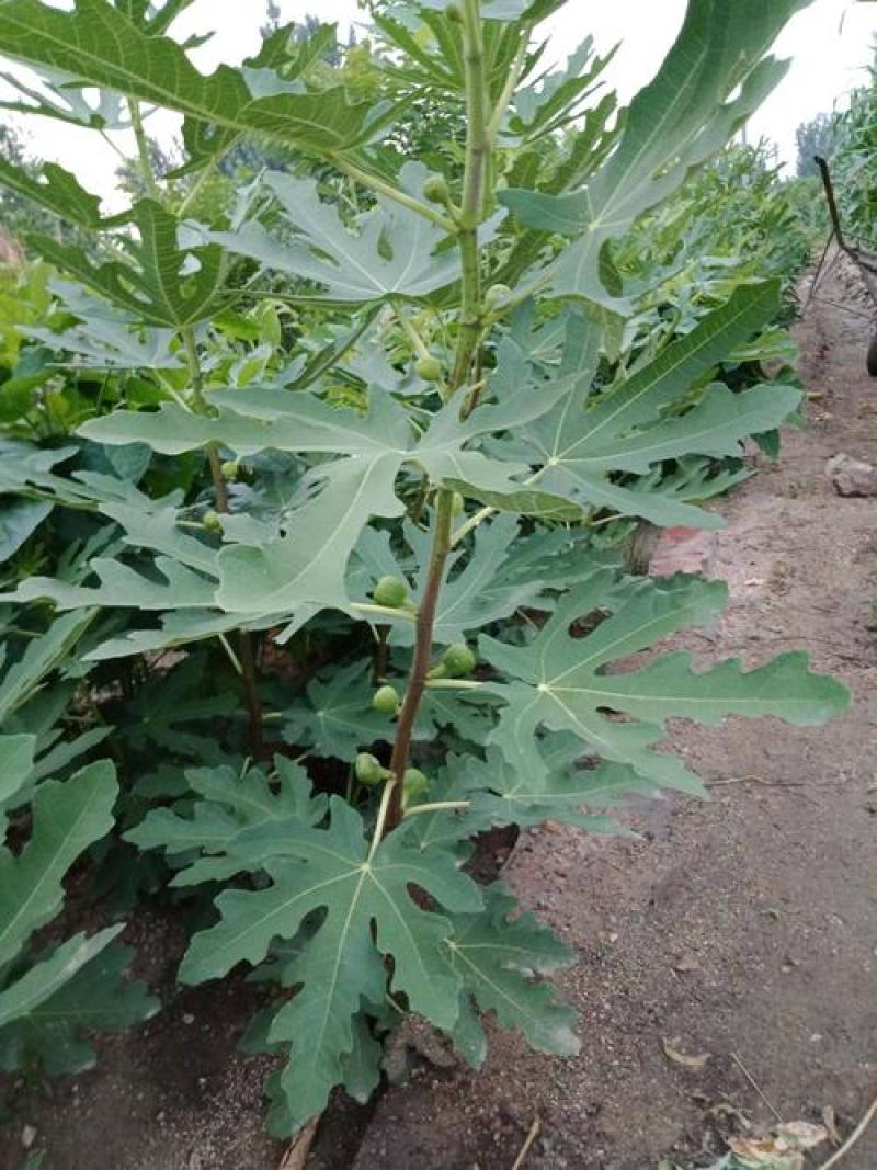 无花果种子四季易种活蔬菜水果种子室外阳台农家地栽植物果树