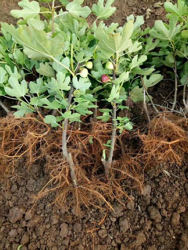 无花果种子四季易种活蔬菜水果种子室外阳台农家地栽植物果树