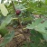 无花果种子四季易种活蔬菜水果种子室外阳台农家地栽植物果树