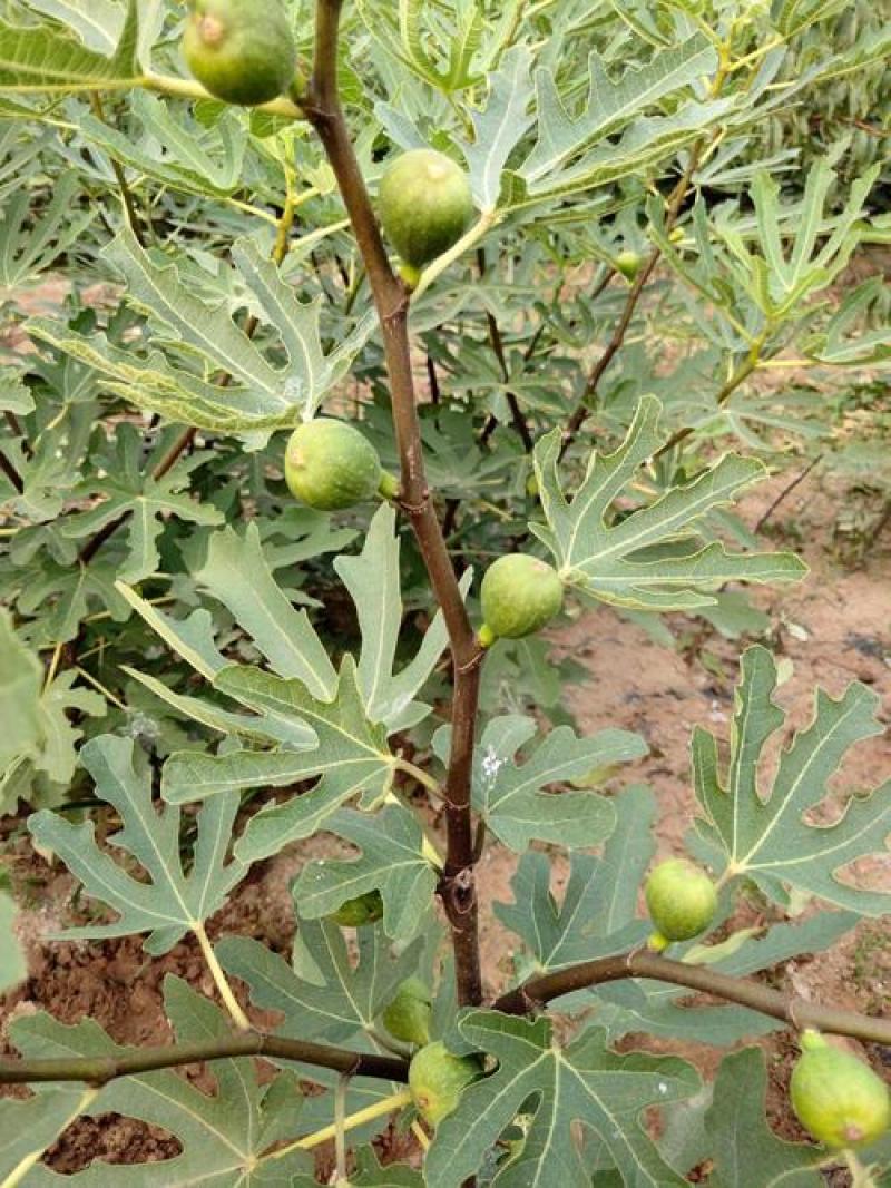 无花果种子四季易种活蔬菜水果种子室外阳台农家地栽植物果树