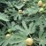 无花果种子四季易种活蔬菜水果种子室外阳台农家地栽植物果树