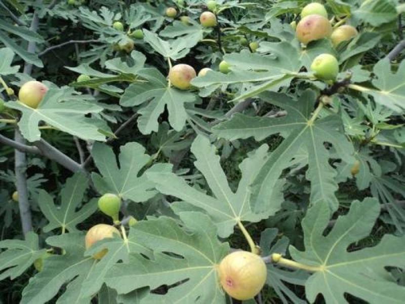 无花果种子四季易种活蔬菜水果种子室外阳台农家地栽植物果树