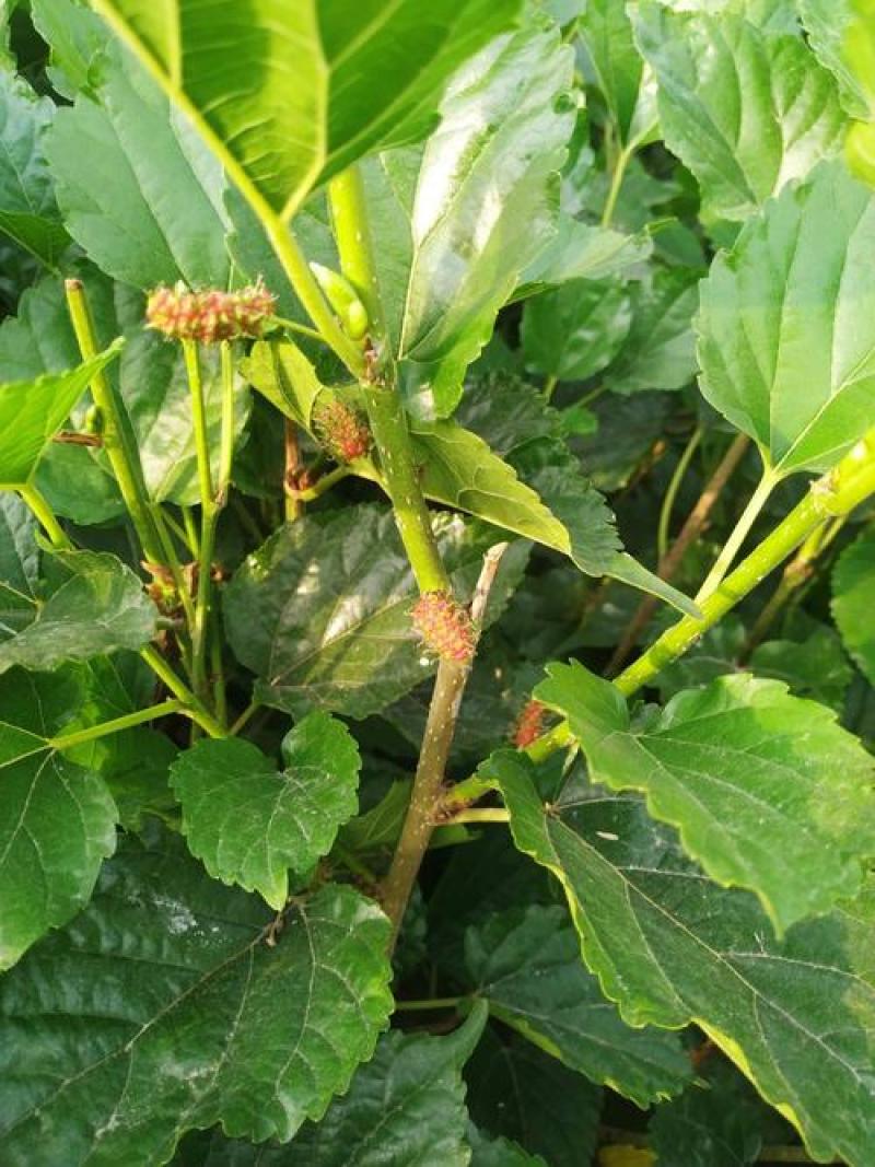 桑树种子大叶桑树净籽桑葚种子桑叶可做蚕饲料桑葚子