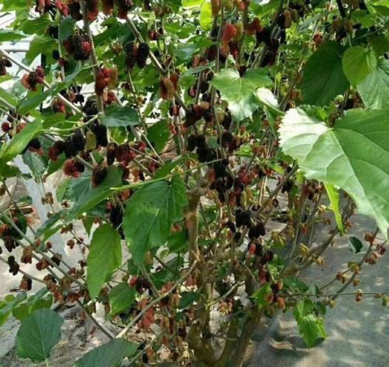 桑树种子大叶桑树净籽桑葚种子桑叶可做蚕饲料桑葚子