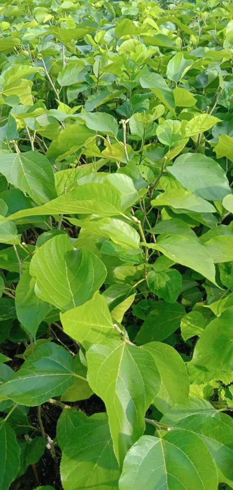 桑树种子大叶桑树净籽桑葚种子桑叶可做蚕饲料桑葚子